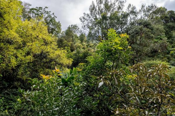 Finca de café y aguacate de boquete con vistas al volcán barú