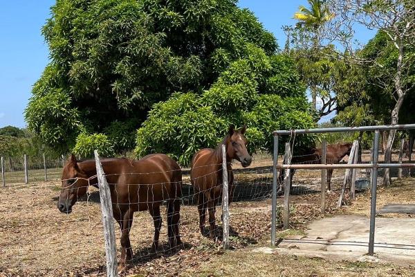Beautiful 4.5 ha farm in el chirú, antón