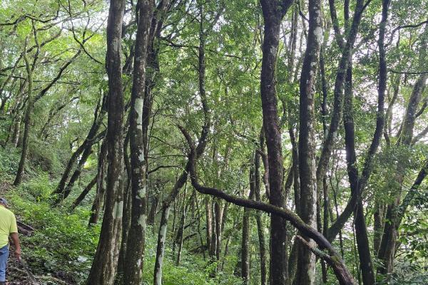 Terreno de 6,9 ha junto a boquete country club — venta de globo entero