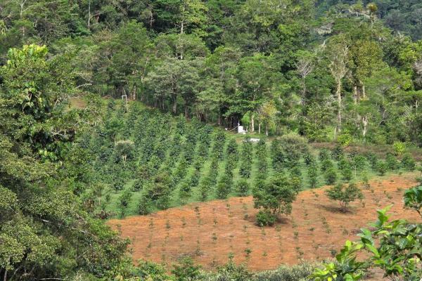 For sale – 96.10 -hectare agricultural farm in boquerón, las monjas