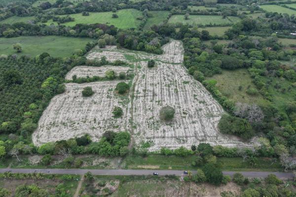 Farm for sale, 40.9 hct flat land alanje, chiriqui