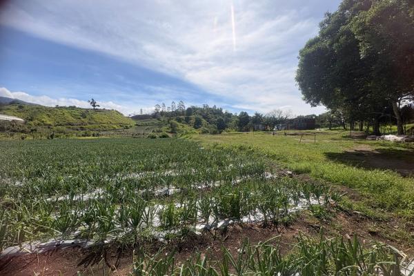 Venta de finca agroindustrial en volcan