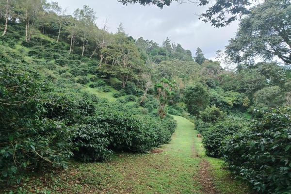 Award winner coffee farm
