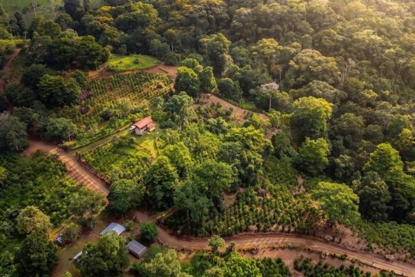 Coffee farm for sale in el cascajal, la pintada