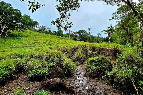 For sale – 96.10 -hectare agricultural farm in boquerón, las monjas