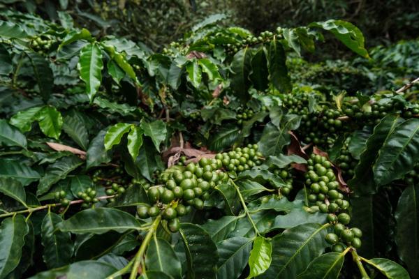 Finca de café y aguacate de boquete con vistas al volcán barú