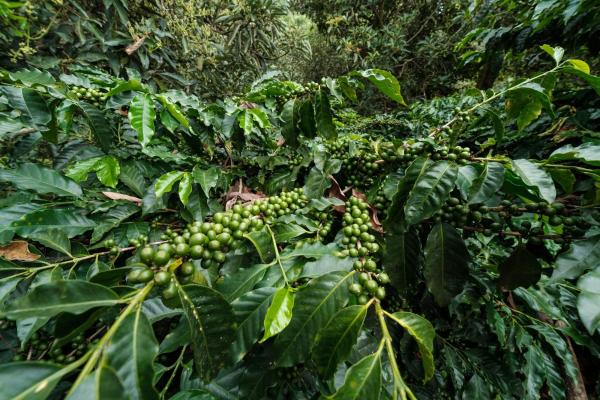 Finca de café y aguacate de boquete con vistas al volcán barú