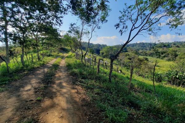 Finca agrícola en venta en renacimiento, monte lirio, palmarito.