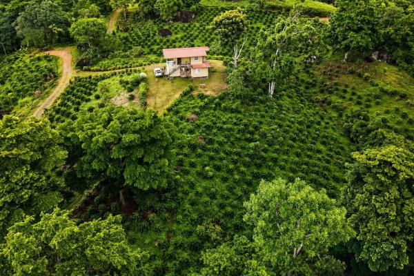 Finca de café en venta en el cascajal, la pintada