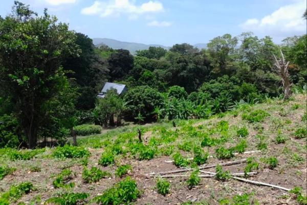 3+ ha in capira