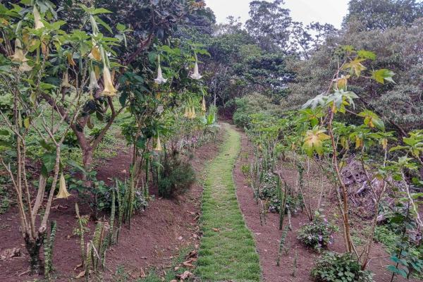 Cabaña con vistas al volcán barú en venta en jaramillo