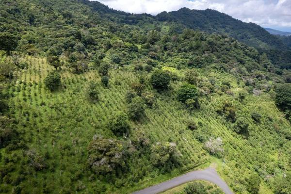 12 plus - ha producing coffee farm in boquete