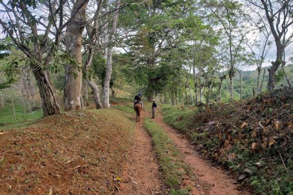 Land for sale in colon, buena vista, el giral