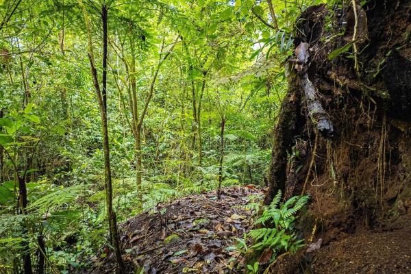 Land with natural forest and mountain views