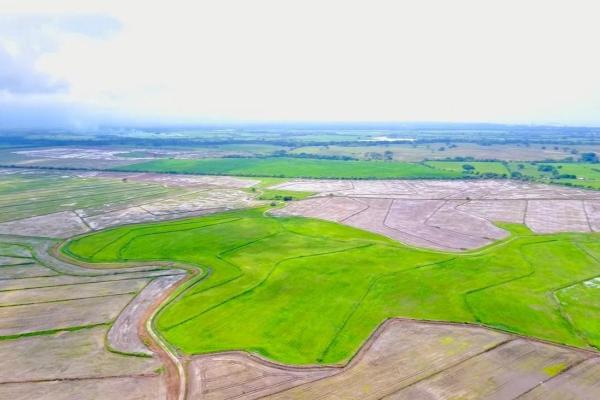 Operating rice farm for sale