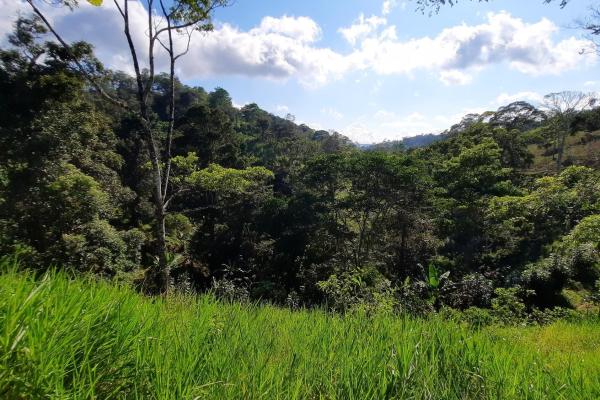 Finca agrícola en venta en renacimiento, monte lirio, palmarito.