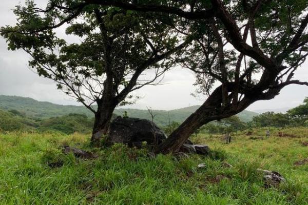 Fincas ganaderas en chame