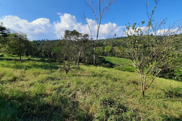 Finca agrícola en venta en renacimiento, monte lirio, palmarito.