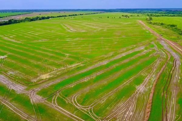Operating rice farm for sale