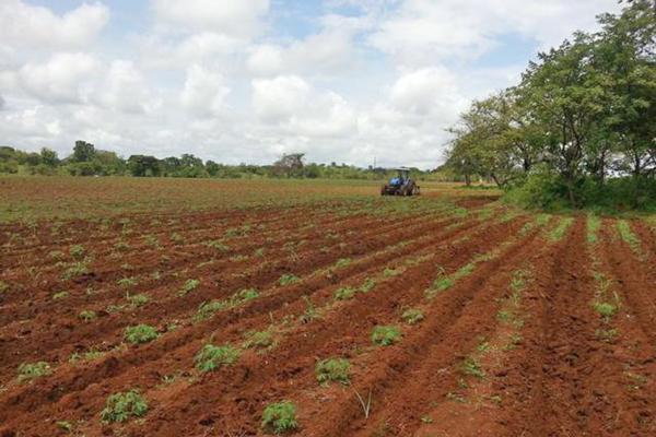 Venta de finca agrícola en ocú 128 hectáreas