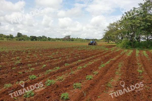 Venta de finca agrícola en ocú 128 hectáreas