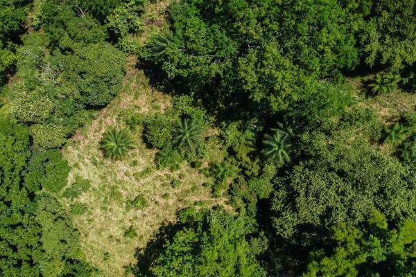 Expansive land for sale in las lomas, david