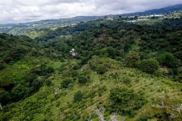 12 plus - ha producing coffee farm in boquete