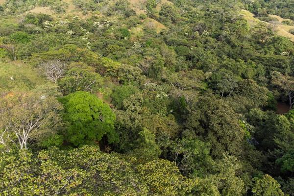 Cambutal lush property for sale near town