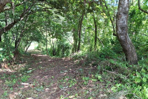 Chame/bejuco land for sale