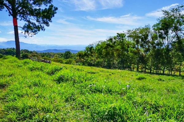 Finca cafetalera en venta en potrerillos arriba