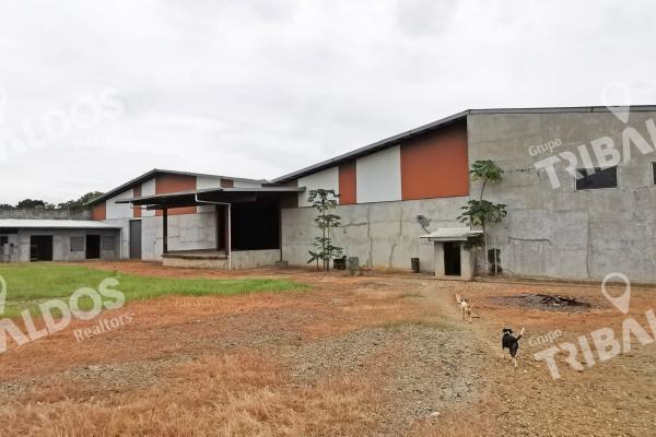 Galera en tanara