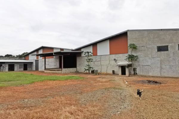 Galera en tanara