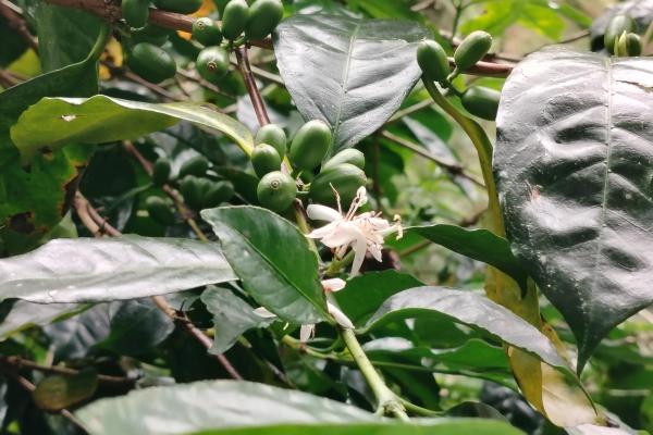 Award winner coffee farm