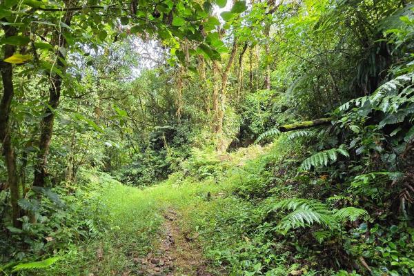 96.10 hectare in boquerón, las monjas