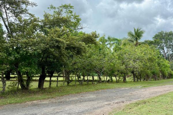 Venta de terreno en gorgona