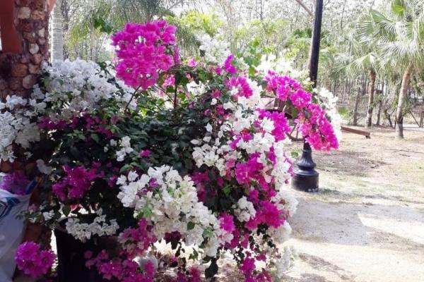 Se vende casa con plantación en nueva gorgona, chame