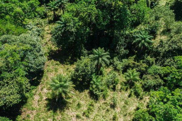 Expansive land for sale in las lomas, david