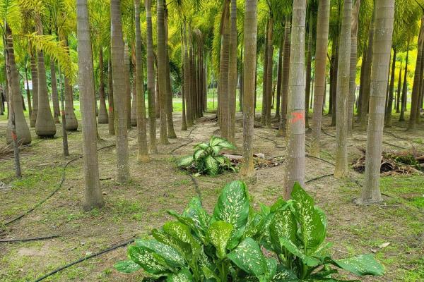 Se vende casa con plantación en nueva gorgona, chame