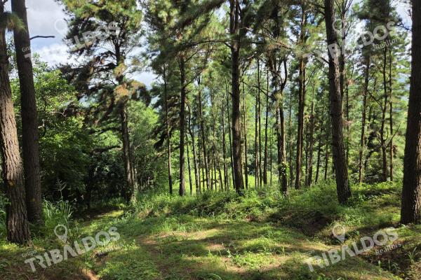 Venta de terreno en sora bejuco