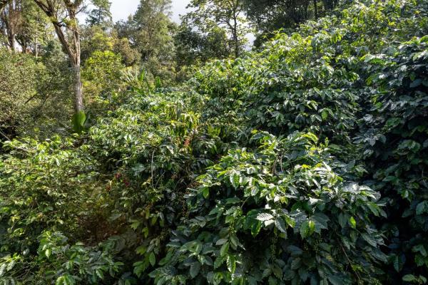 Finca de café y aguacate de boquete con vistas al volcán barú