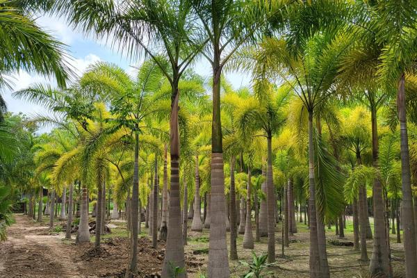 Se vende casa con plantación en nueva gorgona, chame