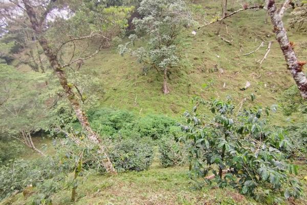 Award winner coffee farm