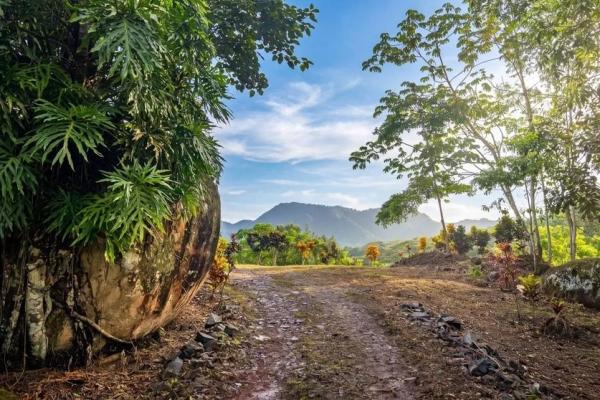 Coffee farm for sale in el cascajal, la pintada