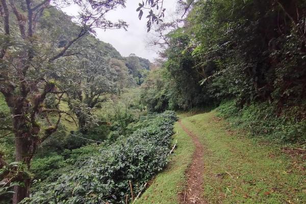 Award winner coffee farm