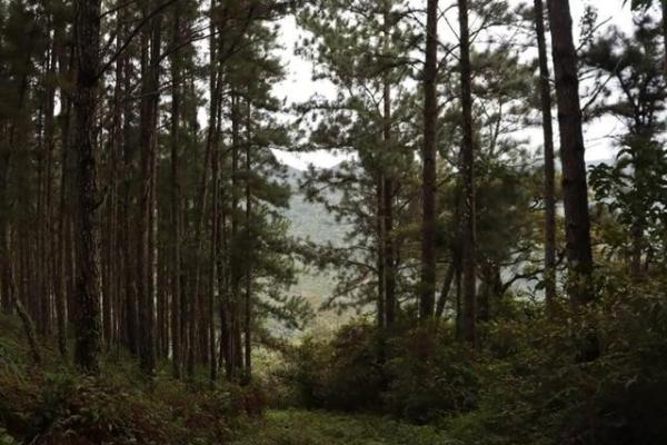 22 hectares within altos del maria with views