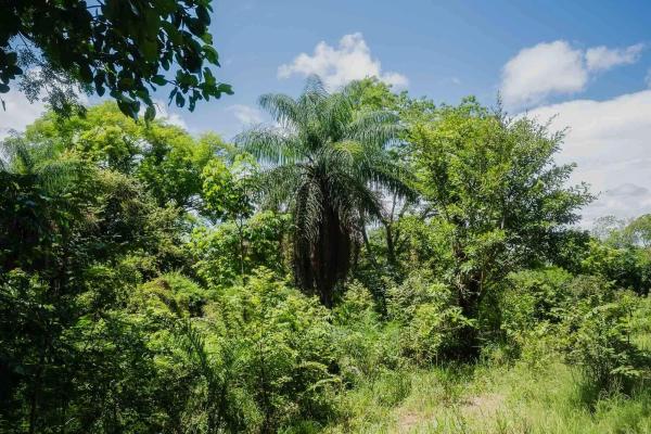 Expansive land for sale in las lomas, david