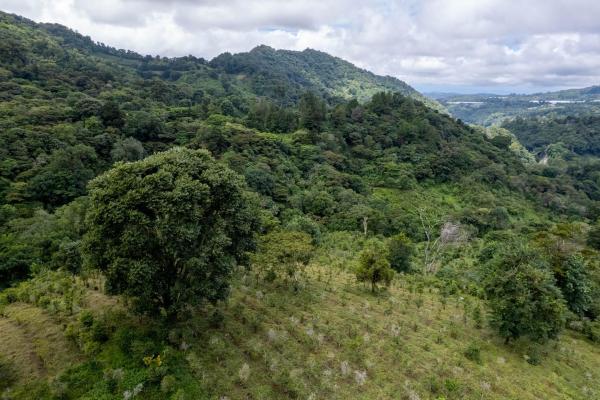 12 plus - ha producing coffee farm in boquete