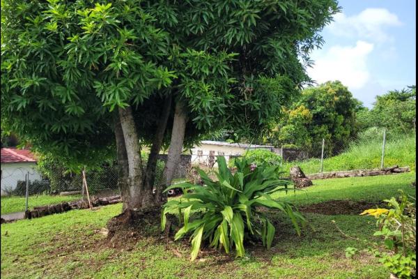 Sale of land with improvements in pueblo nuevo