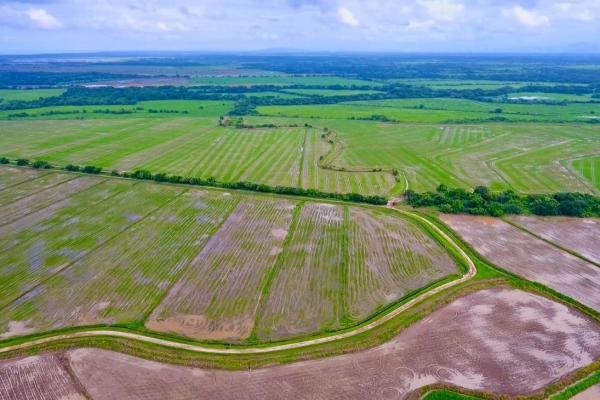 Operating rice farm for sale