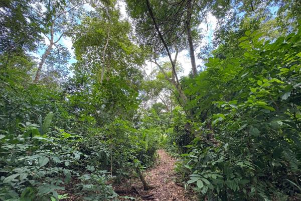 +9 hectares of flat beachfront land for sale